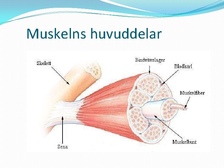Muskelns huvuddelar 