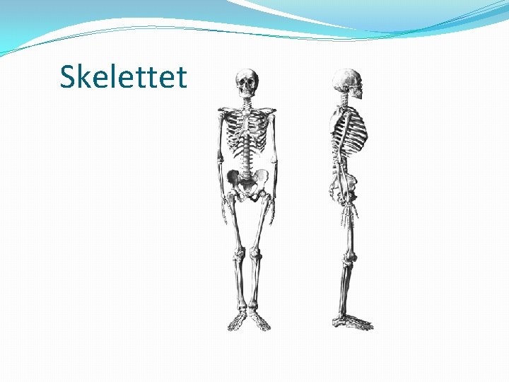 Skelettet 