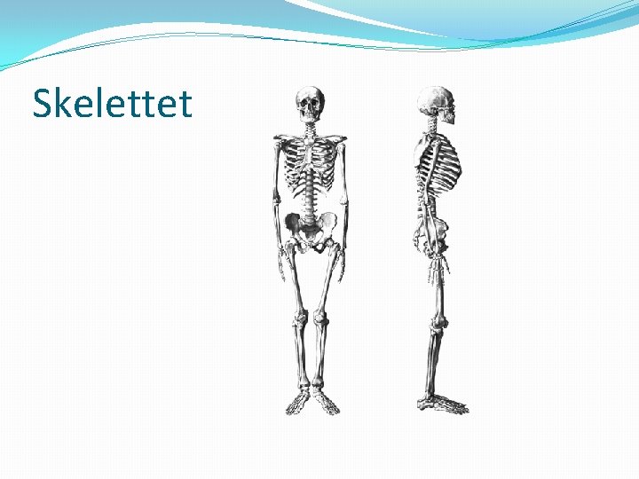 Skelettet 
