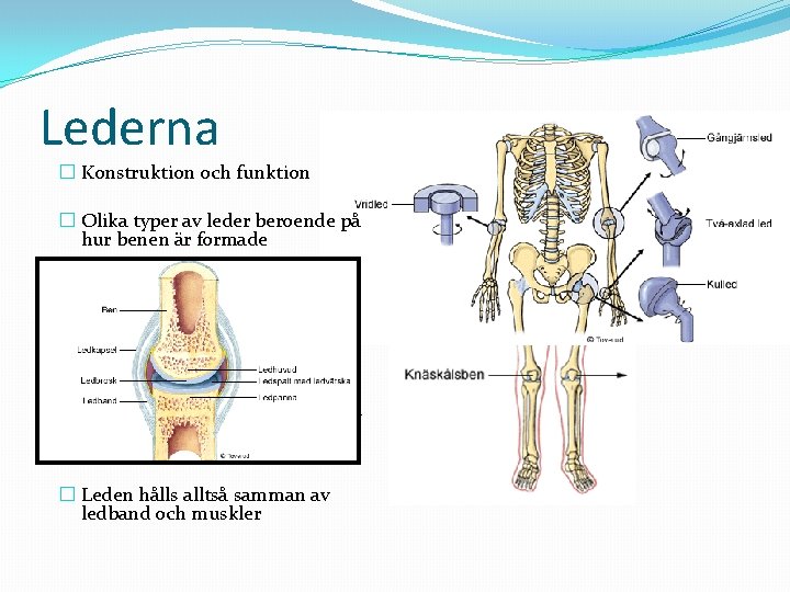 Lederna � Konstruktion och funktion � Olika typer av leder beroende på hur benen