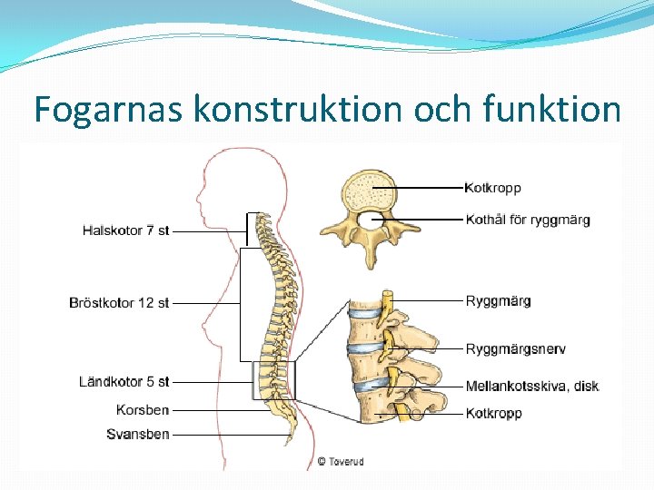 Fogarnas konstruktion och funktion 