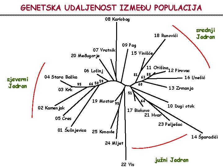 GENETSKA UDALJENOST IZMEĐU POPULACIJA 08 Karlobag srednji Jadran 18 Runovići 07 Vratnik 20 Međugorje