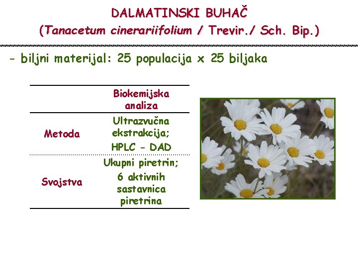 DALMATINSKI BUHAČ (Tanacetum cinerariifolium / Trevir. / Sch. Bip. ) - biljni materijal: 25