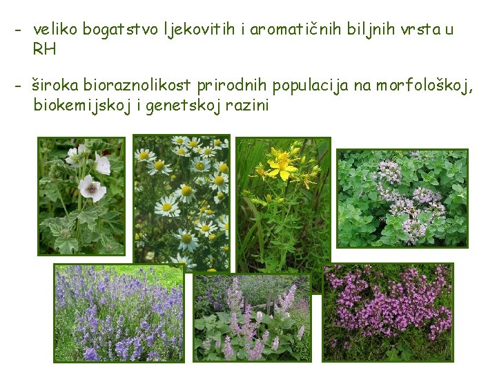 - veliko bogatstvo ljekovitih i aromatičnih biljnih vrsta u RH - široka bioraznolikost prirodnih