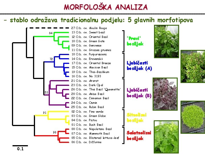 MORFOLOŠKA ANALIZA - stablo odražava tradicionalnu podjelu: 5 glavnih morfotipova 27 O. b. cv.