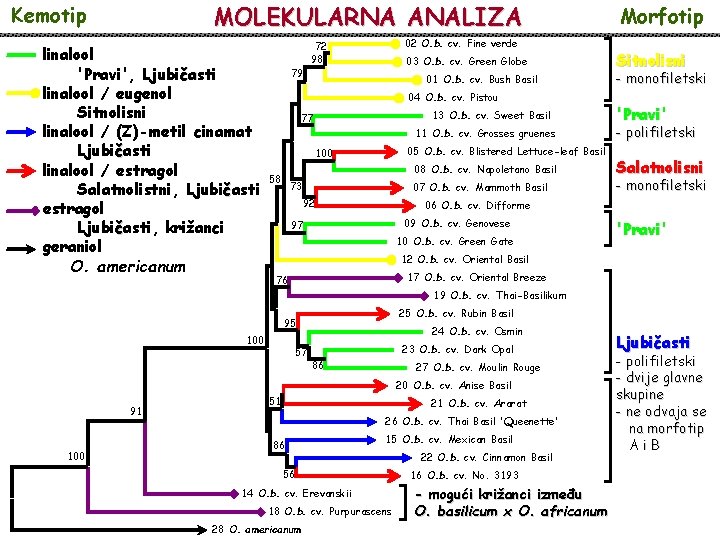 MOLEKULARNA ANALIZA Kemotip linalool 'Pravi', Ljubičasti ča linalool / eugenol Sitnolisni linalool / (Z)-metil