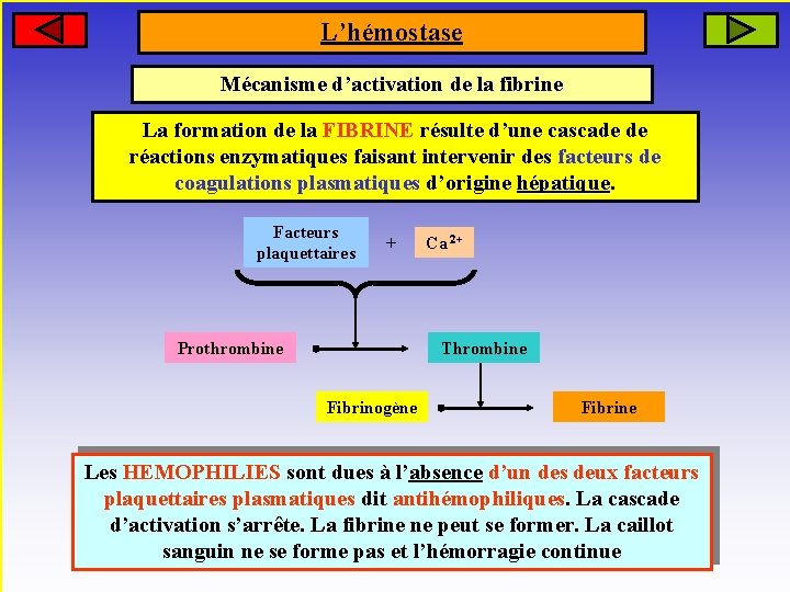 L’hémostase Mécanisme d’activation de la fibrine La formation de la FIBRINE résulte d’une cascade