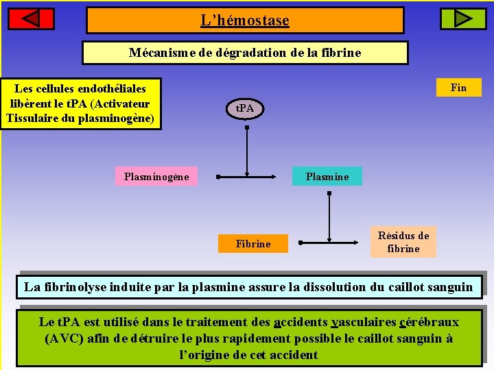 L’hémostase Mécanisme de dégradation de la fibrine Les cellules endothéliales libèrent le t. PA