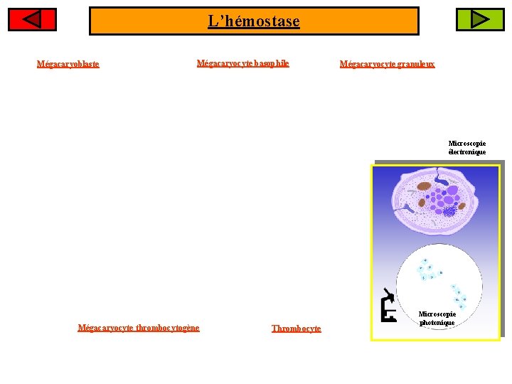 L’hémostase Mégacaryoblaste Mégacaryocyte basophile Mégacaryocyte granuleux Microscopie électronique Mégacaryocyte thrombocytogène Thrombocyte Microscopie photonique 