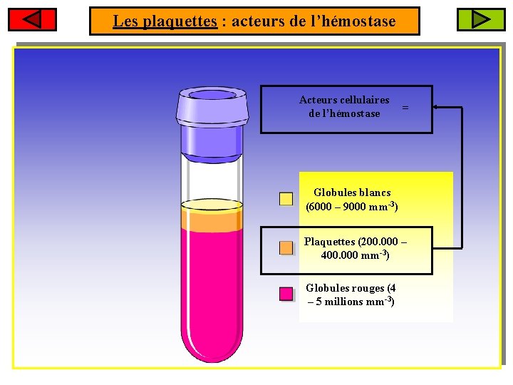 Les plaquettes : acteurs de l’hémostase Acteurs cellulaires de l’hémostase = Globules blancs (6000