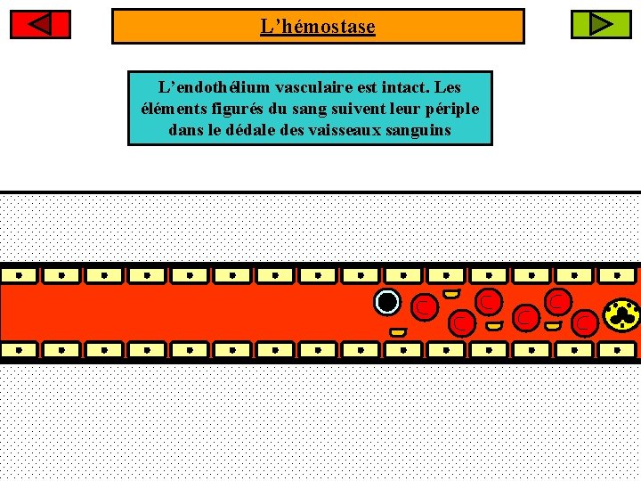 L’hémostase L’endothélium vasculaire est intact. Les éléments figurés du sang suivent leur périple dans