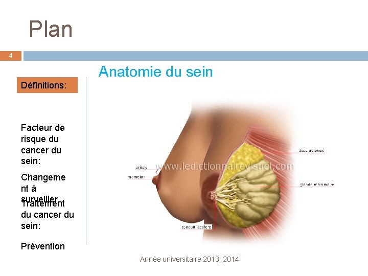 Plan 4 Anatomie du sein Définitions: Facteur de risque du cancer du sein: Changeme