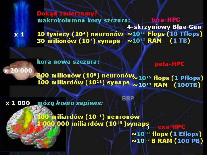 x 1 Dokąd zmierzamy? tera-HPC makrokolumna kory szczura: 4 -skrzyniowy Blue Gen 10 tysięcy