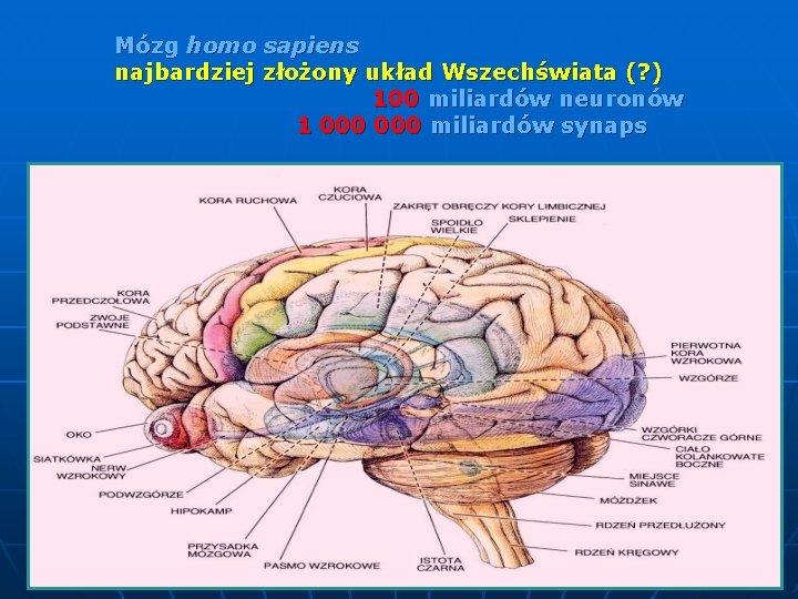 Mózg homo sapiens najbardziej złożony układ Wszechświata (? ) 100 miliardów neuronów 1 000