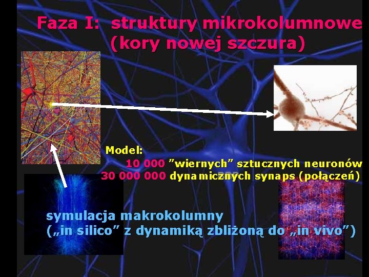 Faza I: struktury mikrokolumnowe (kory nowej szczura) Model: 10 000 ”wiernych” sztucznych neuronów 30