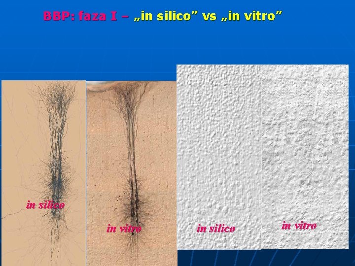 BBP: faza I – „in silico” vs „in vitro” in silico in vitro 