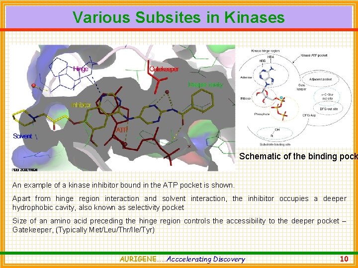 Various Subsites in Kinases Schematic of the binding pock An example of a kinase