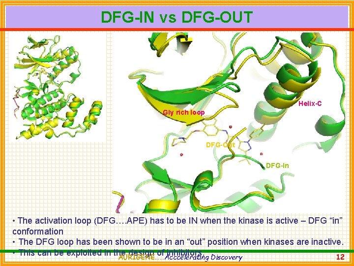 DFG-IN vs DFG-OUT Helix-C Gly rich loop DFG-Out DFG-In • The activation loop (DFG….