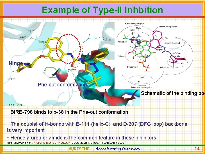 Example of Type-II Inhbition Hinge Phe-out conformation Schematic of the binding poc PDB: 1