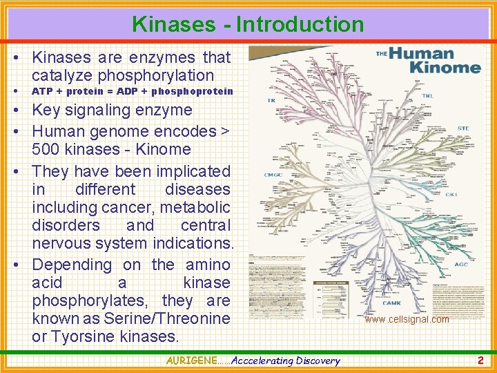 Kinases - Introduction • Kinases are enzymes that catalyze phosphorylation • ATP + protein