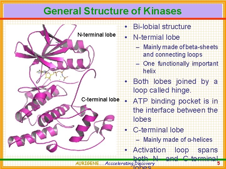 General Structure of Kinases N-terminal lobe • Bi-lobial structure • N-termial lobe – Mainly