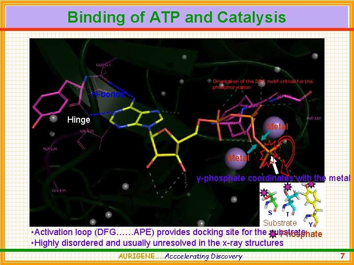 Binding of ATP and Catalysis H-bonds Orientation of the DFG motif critical for the