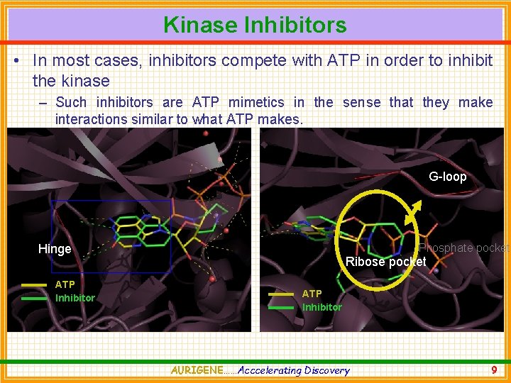 Kinase Inhibitors • In most cases, inhibitors compete with ATP in order to inhibit