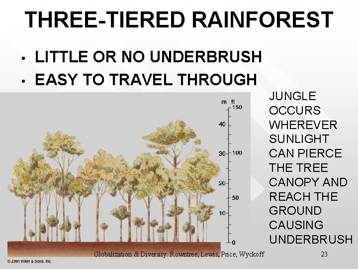 THREE-TIERED RAINFOREST • • LITTLE OR NO UNDERBRUSH EASY TO TRAVEL THROUGH JUNGLE OCCURS