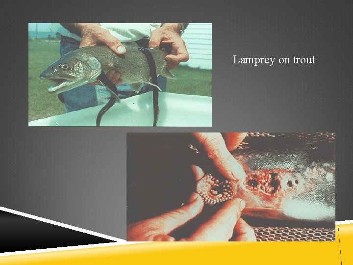 Lamprey on trout 