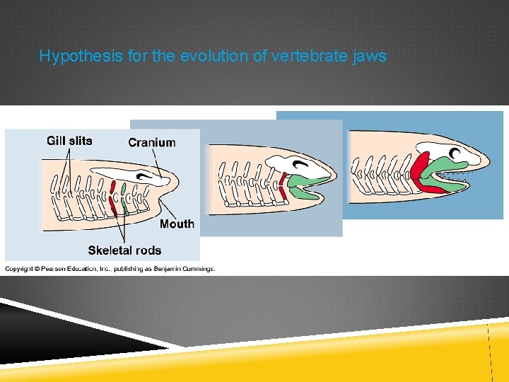 Hypothesis for the evolution of vertebrate jaws 