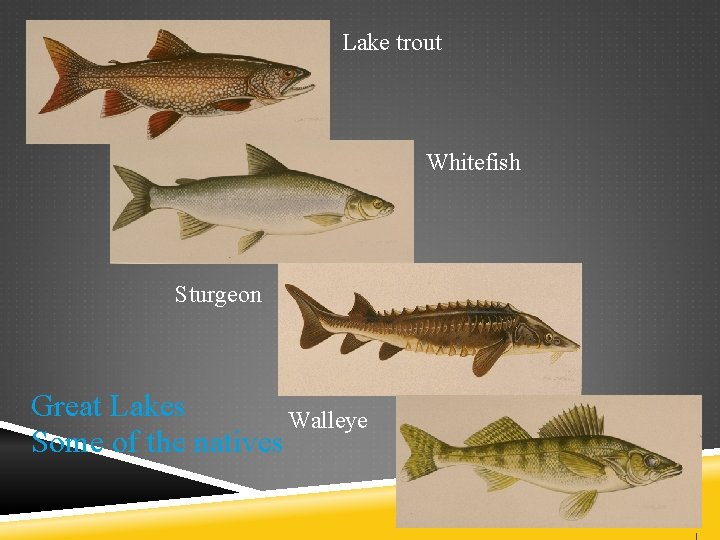 Lake trout Whitefish Sturgeon Great Lakes Walleye Some of the natives 
