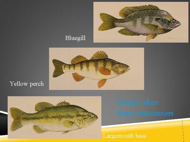 Bluegill Yellow perch Great Lakes Some successors Largemouth bass 