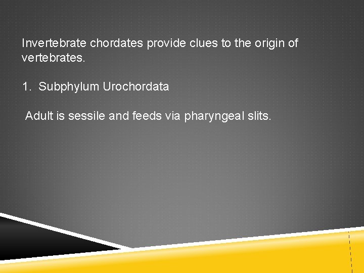Invertebrate chordates provide clues to the origin of vertebrates. 1. Subphylum Urochordata Adult is