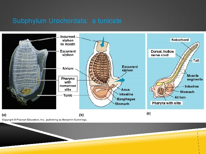 Subphylum Urochordata: a tunicate 