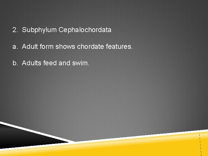 2. Subphylum Cephalochordata a. Adult form shows chordate features. b. Adults feed and swim.