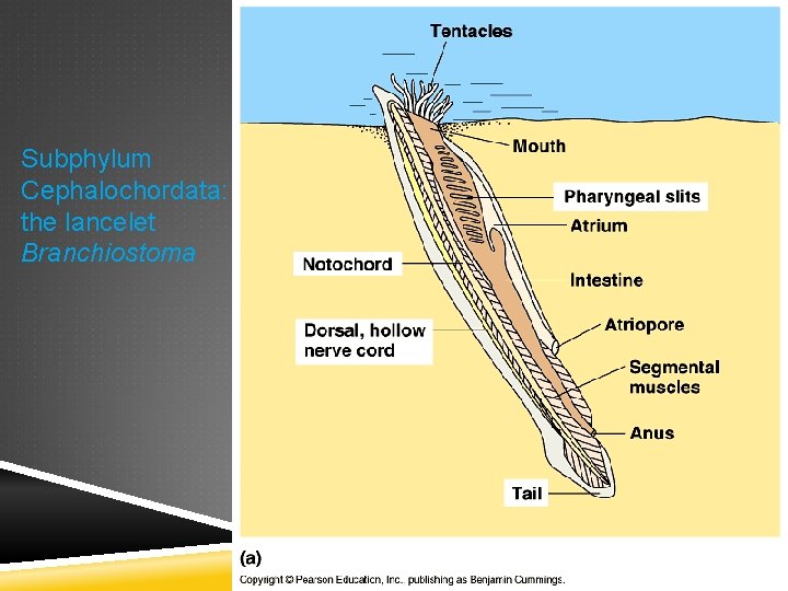 Subphylum Cephalochordata: the lancelet Branchiostoma 