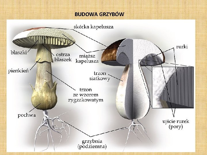 BUDOWA GRZYBÓW BUDOWA GRZYBÓW