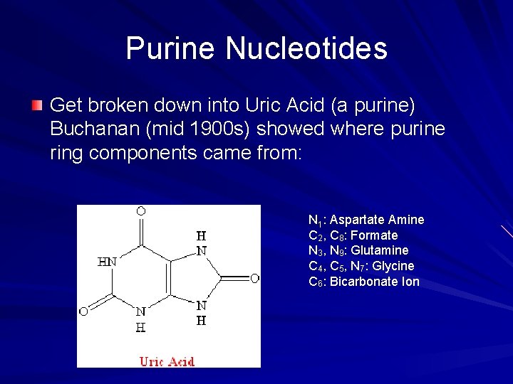Purine Nucleotides Get broken down into Uric Acid (a purine) Buchanan (mid 1900 s)