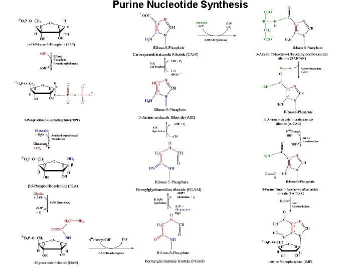 Purine Nucleotide Synthesis 