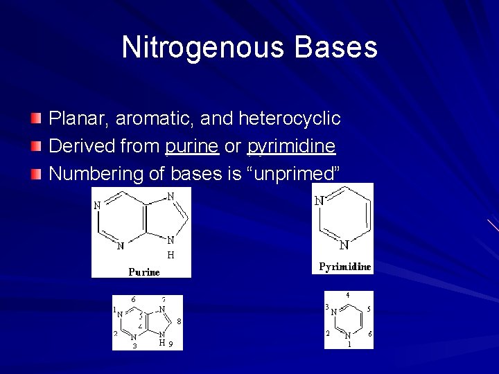 Nitrogenous Bases Planar, aromatic, and heterocyclic Derived from purine or pyrimidine Numbering of bases