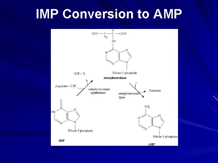 IMP Conversion to AMP 