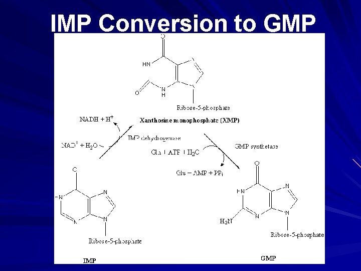 IMP Conversion to GMP 