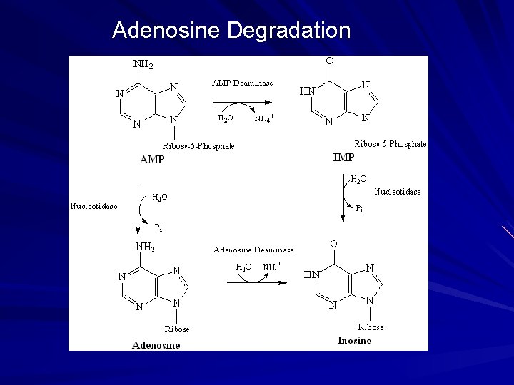 Adenosine Degradation 