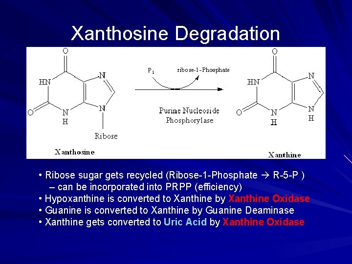 Xanthosine Degradation • Ribose sugar gets recycled (Ribose-1 -Phosphate R-5 -P ) – can