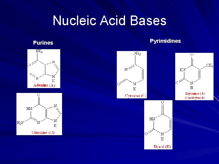 Nucleic Acid Bases Purines Pyrimidines 