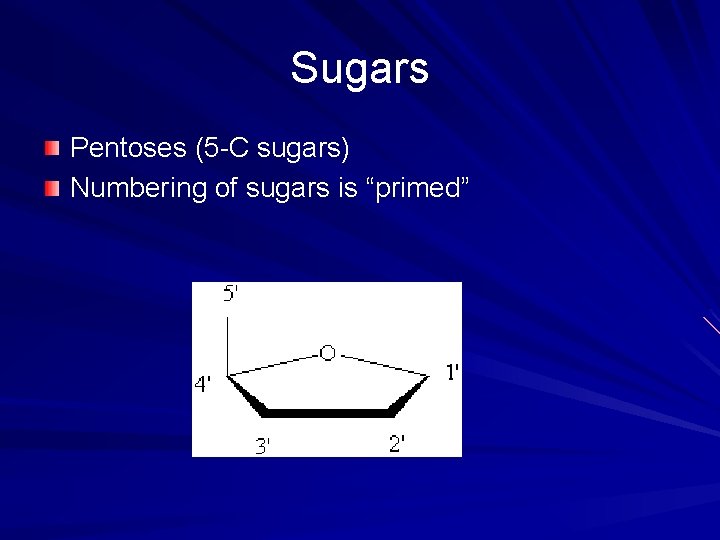 Sugars Pentoses (5 -C sugars) Numbering of sugars is “primed” 