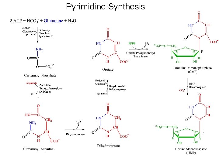 Pyrimidine Synthesis 