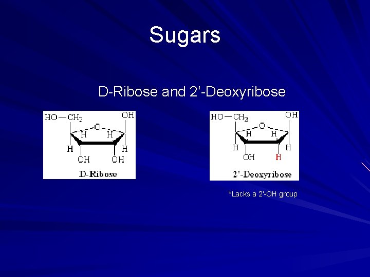 Sugars D-Ribose and 2’-Deoxyribose *Lacks a 2’-OH group 