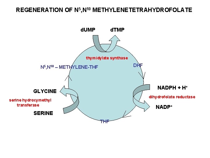 REGENERATION OF N 5, N 10 METHYLENETETRAHYDROFOLATE d. UMP d. TMP thymidylate synthase DHF