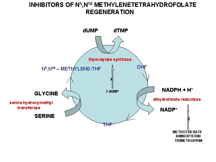 INHIBITORS OF N 5, N 10 METHYLENETETRAHYDROFOLATE REGENERATION d. UMP d. TMP thymidylate synthase